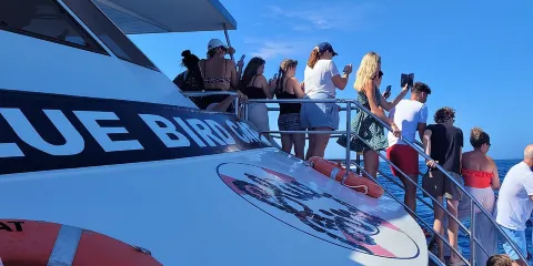 半日郵輪之旅-觀賞海豚與鯨魚