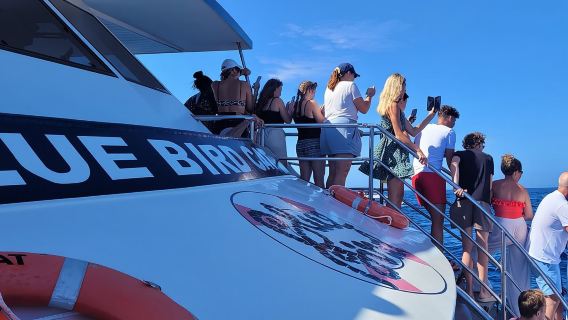Halbtägige Kreuzfahrt - Beobachtung von Delfinen und Walen