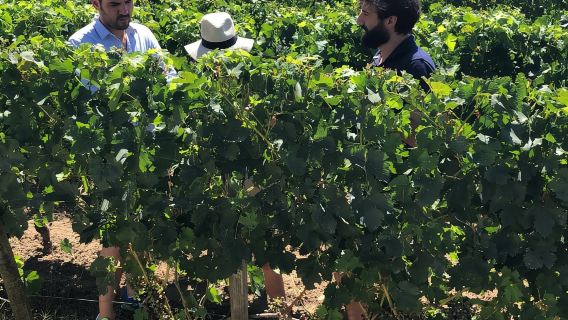 Dari Bordeaux: Sehari untuk mengunjungi Medoc dan Saint-Emilion