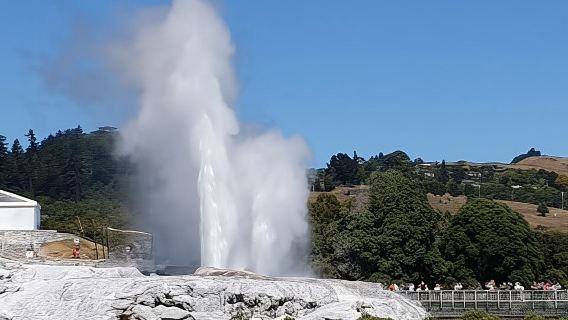 Tauranga : visite des séquoias de Rotorua et découverte du village maori