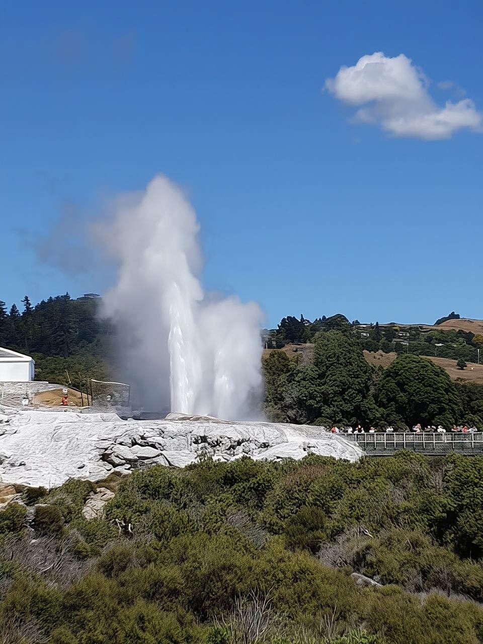 Tauranga: tour delle sequoie di Rotorua ed esperienza nel villaggio Maori