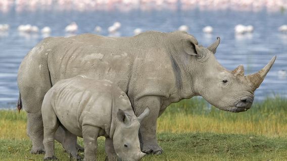 เขตอนุรักษ์สัตว์ป่า Tala 1/2 วัน และสวนสัตว์ซาฟารีเฟซูลู จากเดอร์บัน