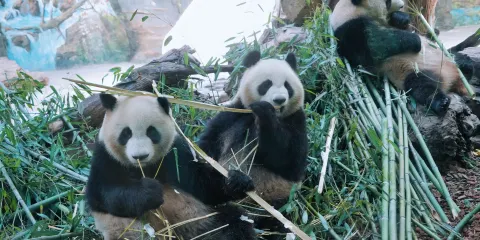 海口騎樓老街+火山口地質公園+海南熱帶野生動植物園一日包車遊