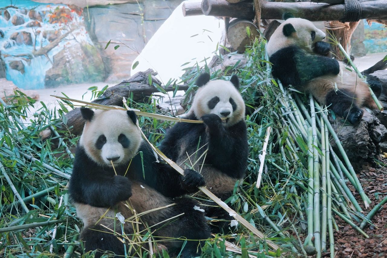 Haikou Arcaded Streets + Volcanic Crater Geological Park + Hainan Tropical Wildlife Park and Botanical Garden Private Chartered Day Tour