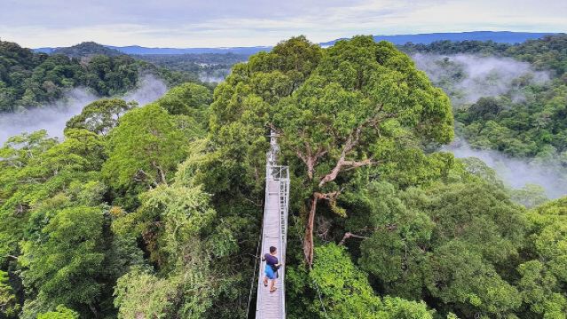 Eksplorasi Hutan Hujan di Ulu Temburong National Park, Brunei