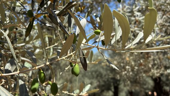 Форналуч — поход по самой красивой долине Майорки