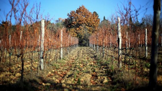 Chianti Region: Day Trip from Florence + Off-Road Tuscany Wine Tour