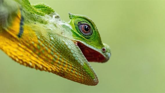 ガル シンハラジャ森林保護区 ワンデーツアー【シンハラジャ森林保護区24790】