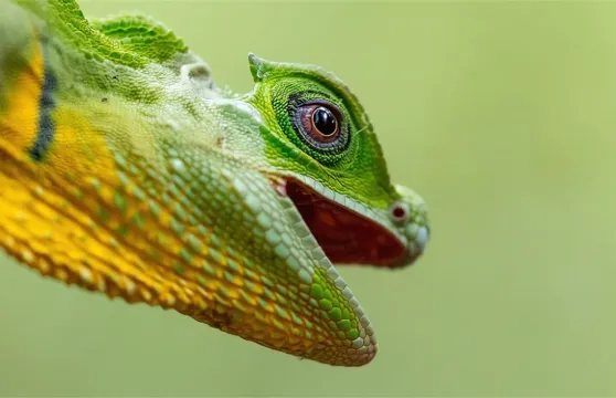 加勒辛哈拉加森林保護區一日遊【辛哈拉加森林保護區24790】