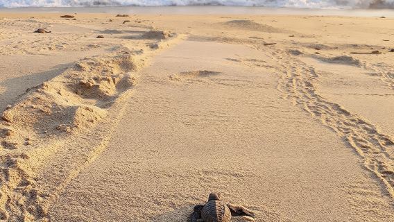 Private tour to release turtles with tickets included