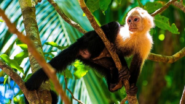 Wildlife-Tour in Curicancha