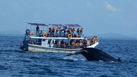 Avistamiento de ballenas en Mirissa, Sri Lanka + Excursión de un día a la ciudad antigua de Galle|Personalización exclusiva + servicio de coche privado con conductor exclusivo