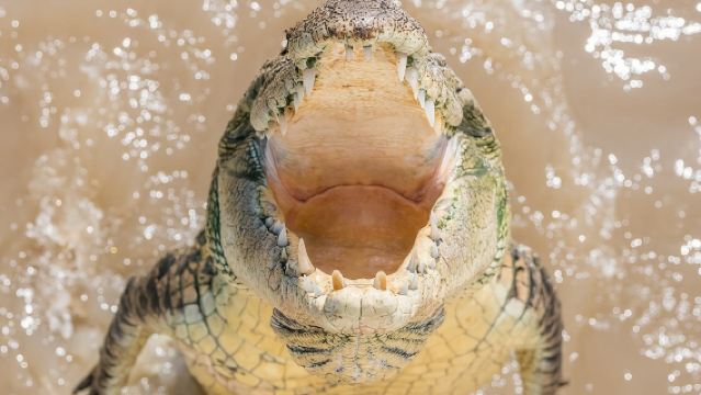 Crociera di 1 ora per vedere i coccodrilli saltare sul fiume Adelaide