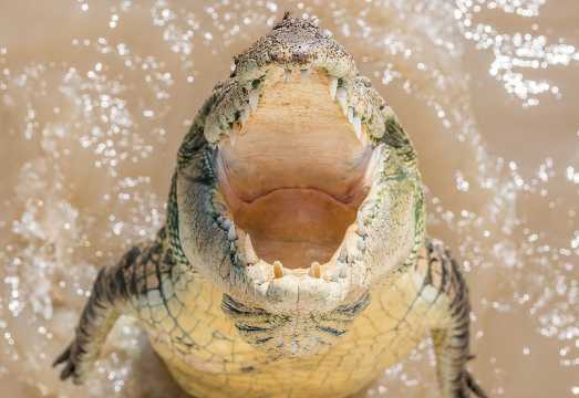 1 Hour Jumping Crocodile Cruise on the Adelaide River AUD 56.01