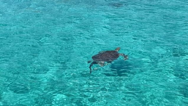 ナッソー：泳ぐブタとウミガメのシュノーケリング