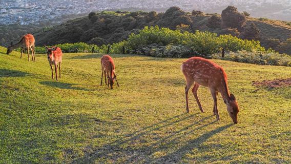 日本東京周邊定制遊【箱根/伊豆/花火大會】