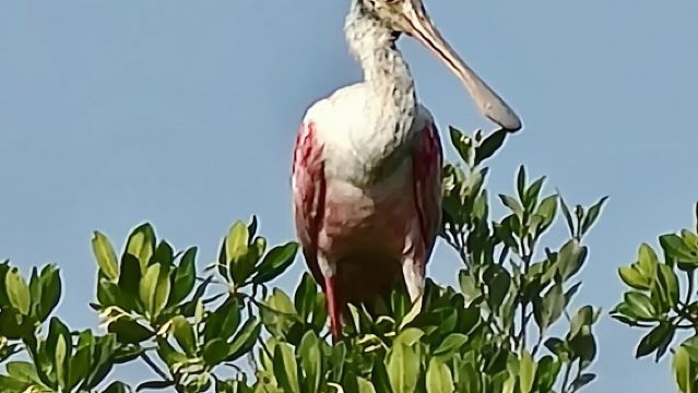 Dolfijnen- en lamantijnen kajaktocht in Daytona Beach