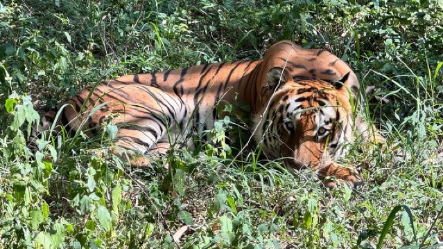 ทัวร์ซาฟารีด้วยรถจี๊ปชมสัตว์ป่าที่ Bannerghatta พร้อมบริการรถรับส่งส่วนตัว