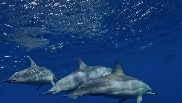 Signature Experience: Dolphins and Flavors of the Sea