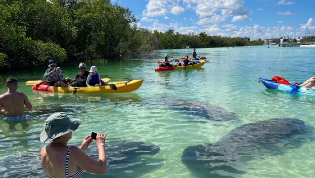 Guided Dolphin Eco Tour by Kayak & SUP - Fort Myers Beach, FL