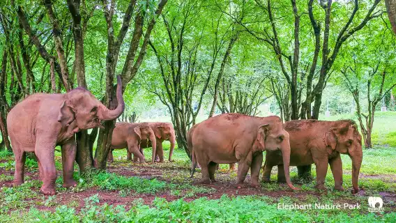 空中漫步全日造訪不干擾計畫的空中漫步與大象自然保護公園