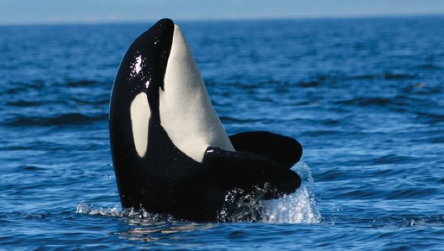 Vancouver: Halbtägige Walbeobachtungstour mit Guide (in Steveston)