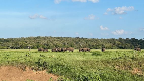 Minneriya: safari privado en jeep por el Parque Nacional Minneriya