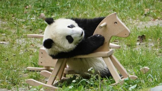 Thành Đô: Vé vào cửa cơ sở nghiên cứu nhân giống gấu trúc lớn