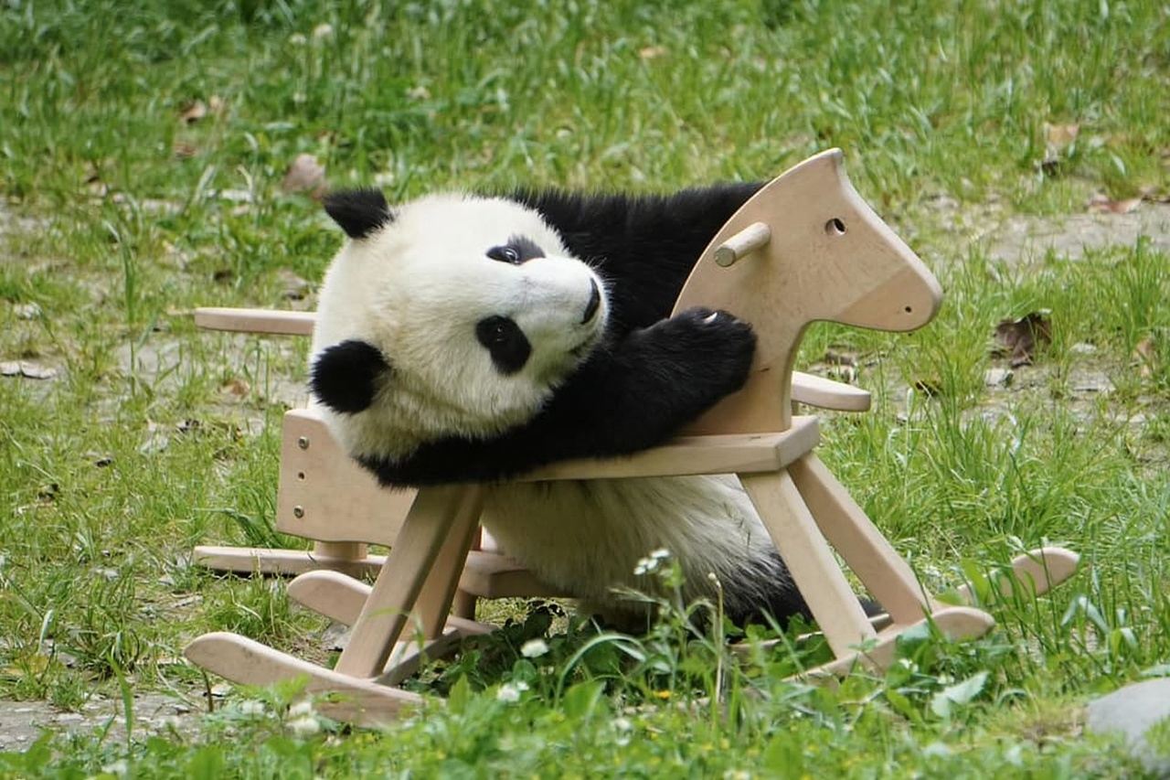 Chengdu: Eintrittskarte für die Forschungsstation zur Aufzucht von Riesenpandas