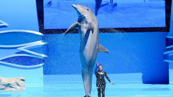 Biglietto d'ingresso per Zoomarine Algarve ed Esperienza Dolphin Emotions