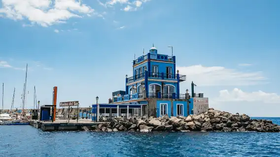 Las Galletas: Whale & Dolphin Tour with Local Skipper