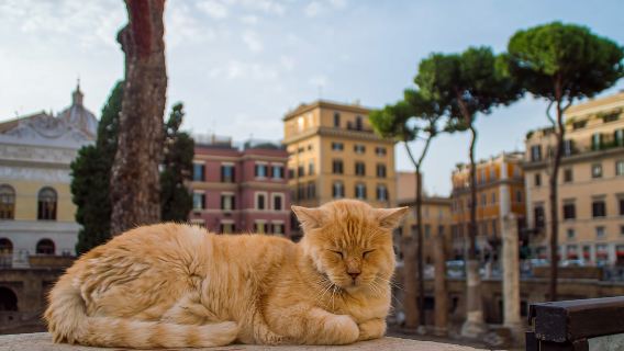 Roma: Recorrido privado a pie por lo más destacado de Roma, con pizza y diversión para toda la familia