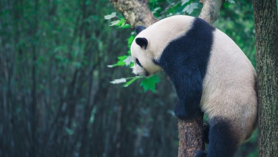 Excursion à la demi-journée à la base de recherche et d'élevage des pandas géants de Chengdu|Guide touristique en anglais|Inclut le billet d'entrée|Groupe privé