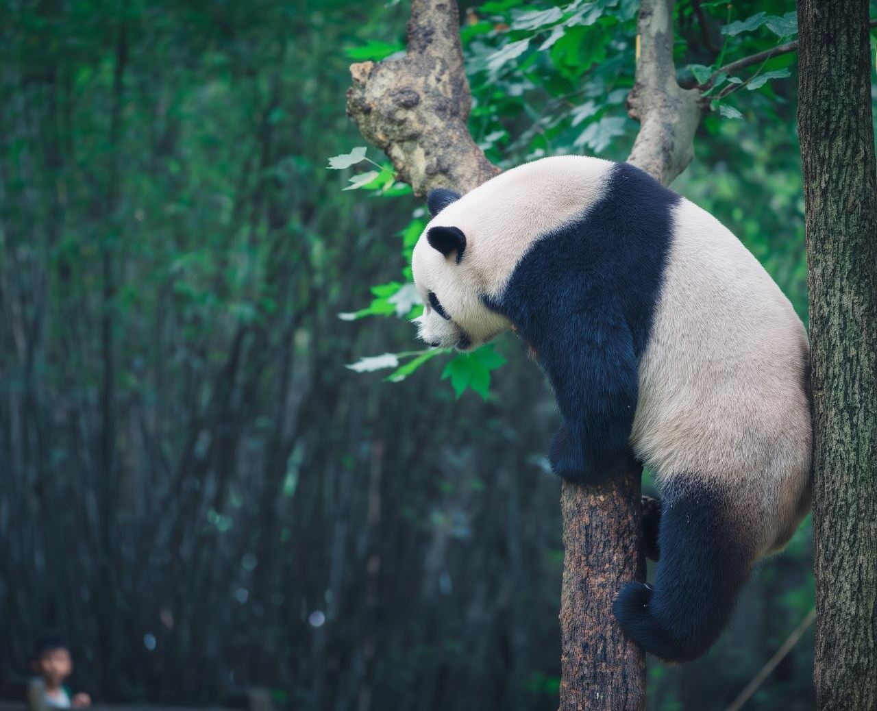 Tour giornaliero di mezza giornata alla base di ricerca e allevamento dei panda giganti di Chengdu|guida in inglese|include biglietto d'ingresso|Tour privato