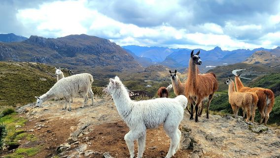 Cuenca to Guayaquil one-way tour with Cajas Park and a Cacao Farm visit