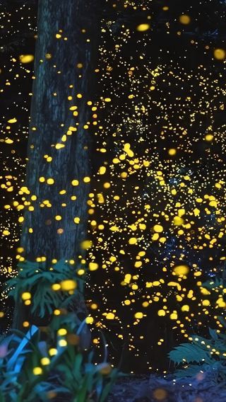 Bohol: Bee Farm Sunset Dinner & Firefly Night Tour | Round-trip transfer
