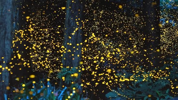 Bohol : Dîner au coucher du soleil à la ferme aux abeilles + excursion nocturne aux lucioles|Aller-retour avec transfert