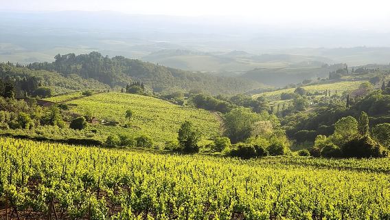 Small-Group Winery Tour with Tasting and Dinner in Chianti
