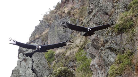 Perjalanan Sehari untuk Menonton Antisana dan Condor
