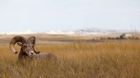 Lawatan Sehari Premier Private Badlands