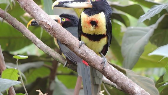 Lawatan Sehari Persendirian Hutan Awan Mindo