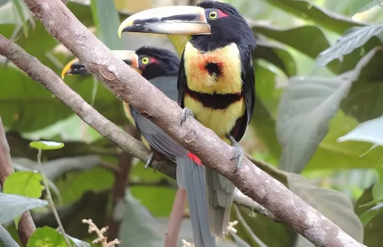 明多雲霧森林私人日遊