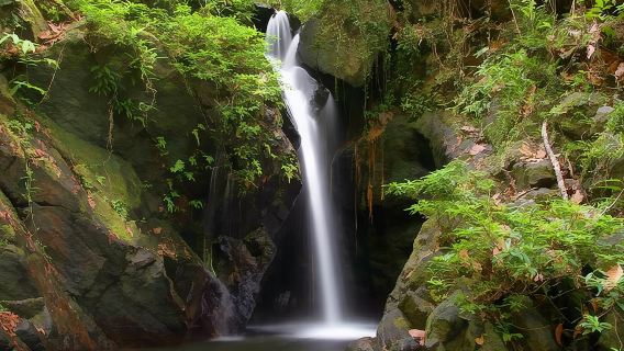 Tempat Perlindungan Hidupan Liar Cockscomb