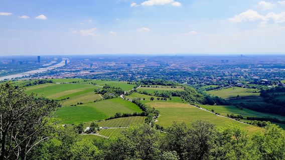 Half-Day Vienna Vineyard and Wine Tour