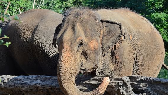 코끼리 보호구역(Experience Elephant Sanctuary) + 스티키 폭포(Sticky Waterfall) 체험하기