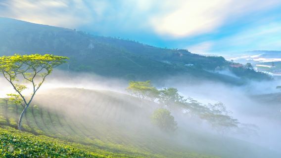 西雙版納大渡崗萬畝茶園一日遊【採茶體驗+火塘烤茶+普洱茶餐】