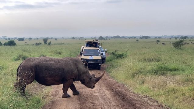Halbtagessafari im Nairobi-Nationalpark ab Nairobi mit kostenlosem Abholservice