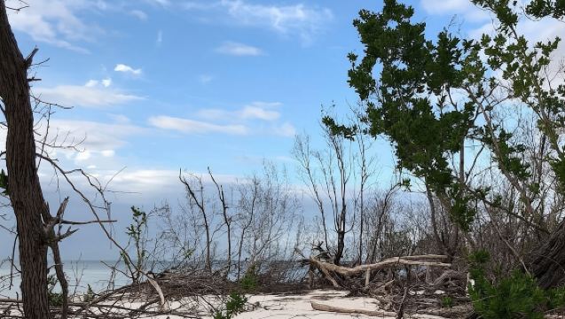 Marco Island 2 hour Dolphin, Birding and Shelling tour