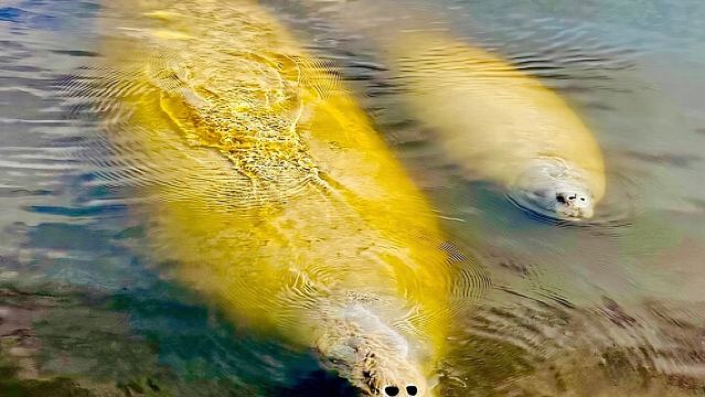 マナティー観察と野生生物ボートツアー