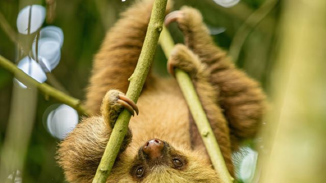 Sloths Watching Tour through Sloth's Territory